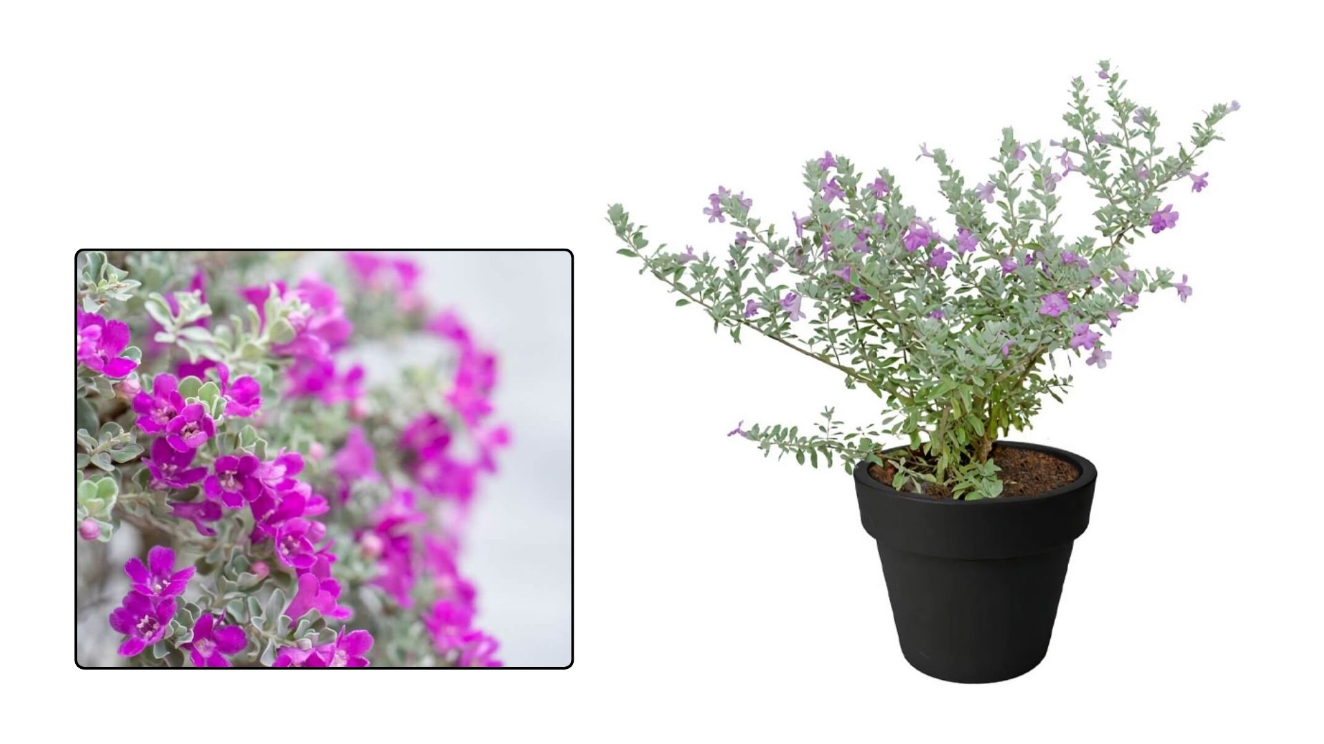 Đặc Điểm Nổi Bật Của Cây Tuyết Sơn Phi Hồng